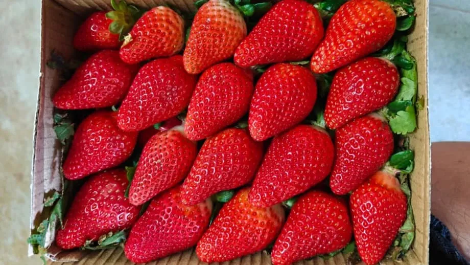 India Pursues Local Strawberry Varieties as Farmers Turn to Technology