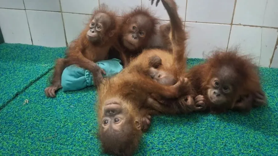 Five Baby Orangutans Rescued in Odisha as Police Investigate Suspected Smuggling Route
