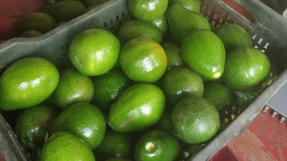 India's Avocado Market Takes Root as Farmers Race to Meet Demand
