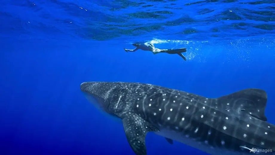 Governments Approve Historic Shark and Ray Trade Protections at CITES in Uzbekistan