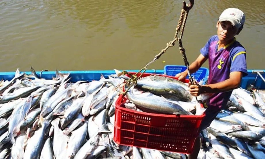 Vietnam Becomes Singapore's Third Largest Seafood Supplier as Trade Expands