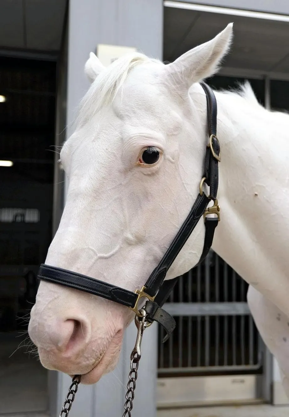 From Japan's Racetracks to Imperial Duty: The Horses Carrying Diplomacy Forward