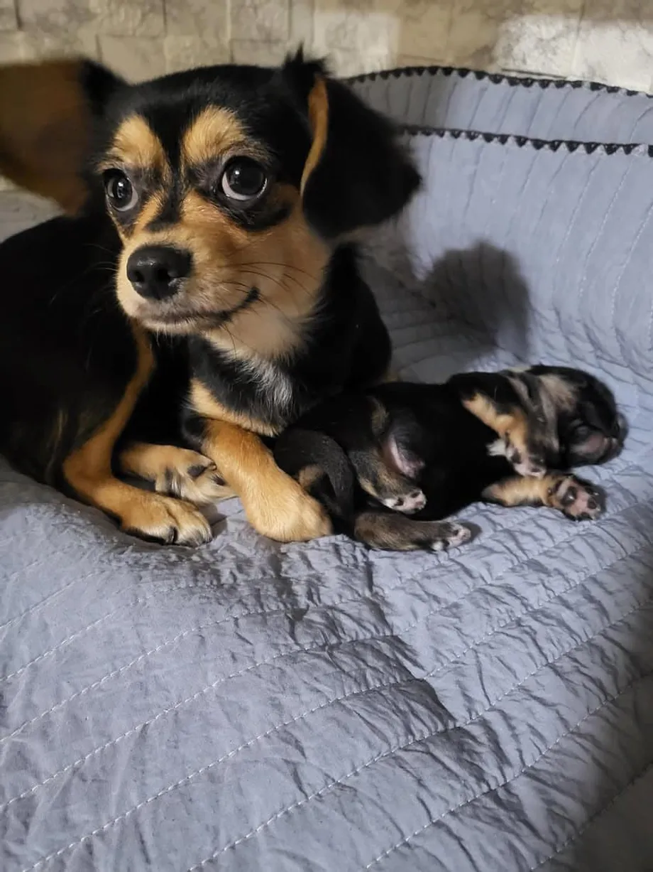 Charm's Rescue Exposes the Strain on South Korea's Animal Shelters as Dog Meat Ban Nears