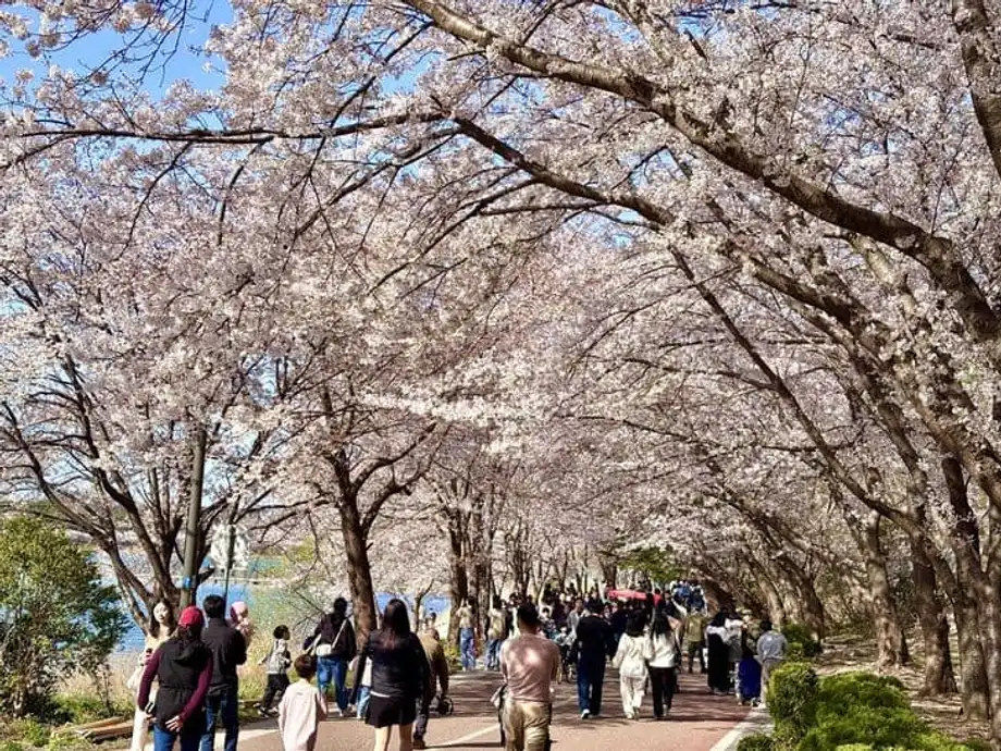 Engineering Professor Assigns Cherry Blossom Photography to Heal Stressed Students