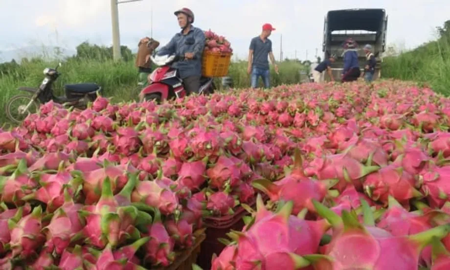 Vietnam's Dragon Fruit Exports Rebound as Thailand and UAE Demand Rises