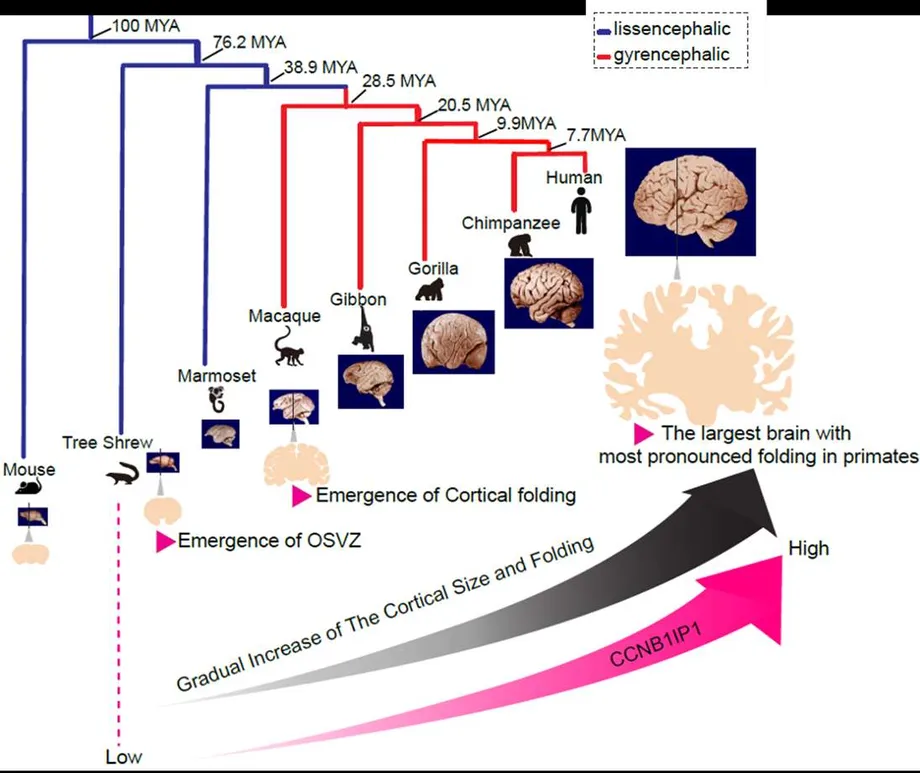 Ancient Gene CCNB1IP1 Linked to Primate Brain Expansion and Folding