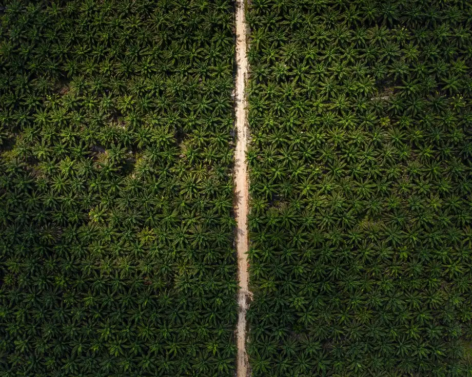 Indonesia's Biofuel Expansion Tests the Limits of Palm Oil, Food Supply and Forest Protection