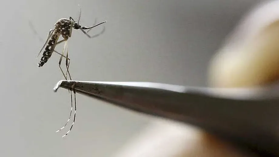 Dhaka University smart mosquito trap points to earlier dengue warnings