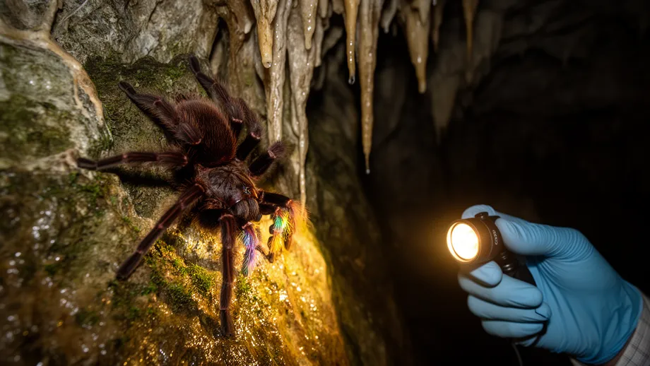 Philippine Tarantula Rediscovered After 133 Years Is Asia's First Confirmed Cave Specialist
