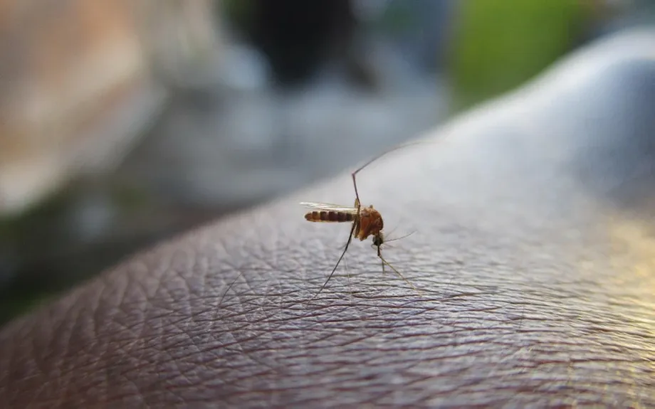 Philippines Records 205,347 Dengue Cases as National Decline Masks Local Surges