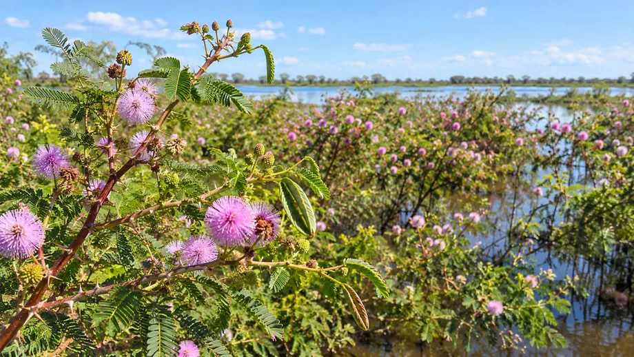 Giant Mimosa Turns Mekong Floodplains Into Thickets That Take Years to Clear