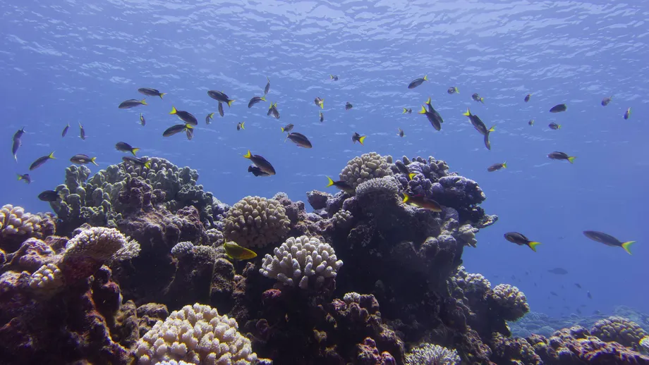 All 17 Australian Coral Reef Ecosystems Face Extreme Collapse Risk by 2075, IUCN Warns