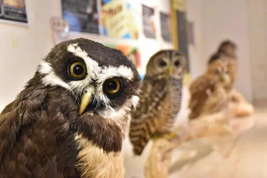 Japan's Wildlife Cafes Face Scrutiny Over Bacteria, Animal Welfare and Illegal Trade