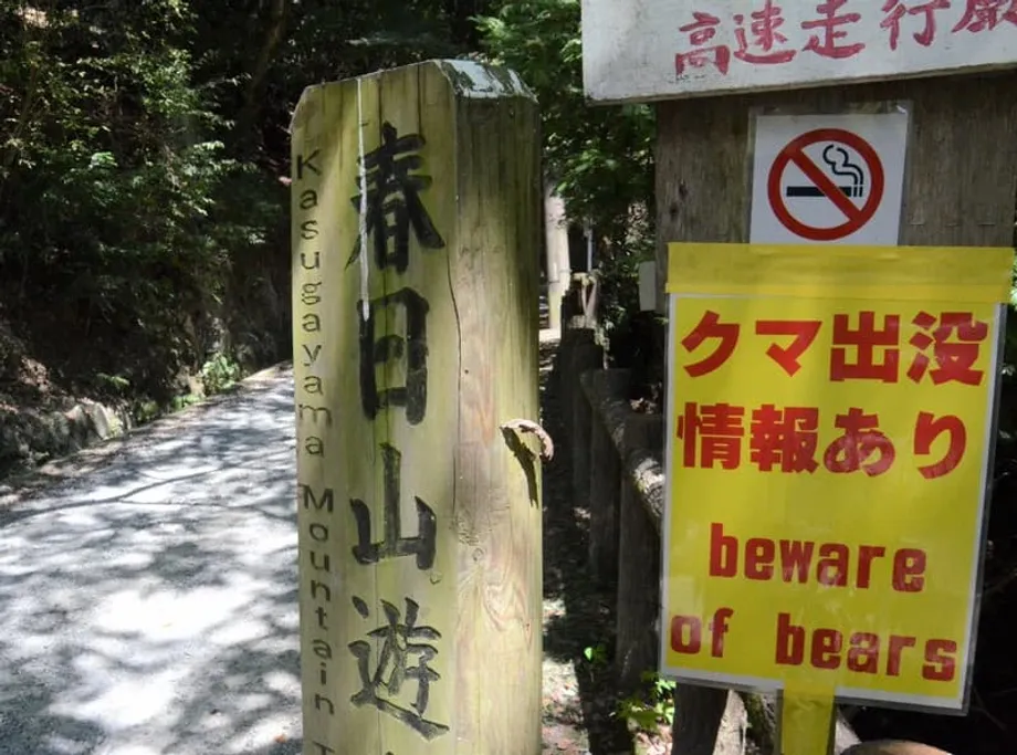 Japan's Bear Crisis Changes Autumn Hiking Plans as Death Toll Reaches Record 12