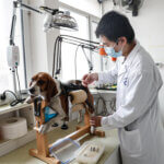 The extraordinary rise of China’s pet industry – The China Project