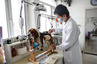 The extraordinary rise of China’s pet industry – The China Project