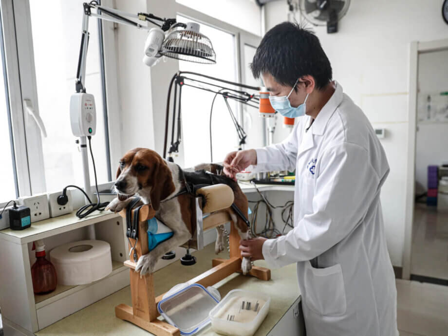 The extraordinary rise of China’s pet industry – The China Project