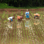 Southeast Asia | International Rice Research Institute