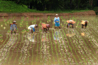 Southeast Asia | International Rice Research Institute