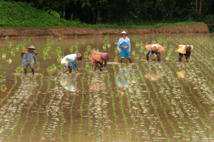 Southeast Asia | International Rice Research Institute