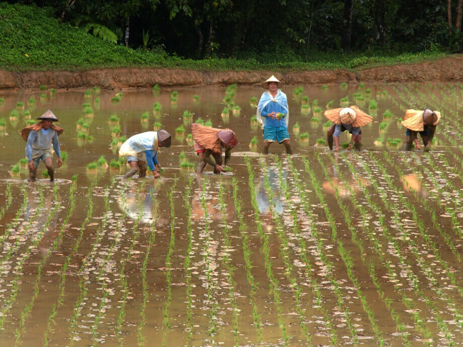 Southeast Asia | International Rice Research Institute