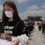 South Korean puppy farms under pressure