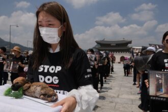 South Korean puppy farms under pressure
