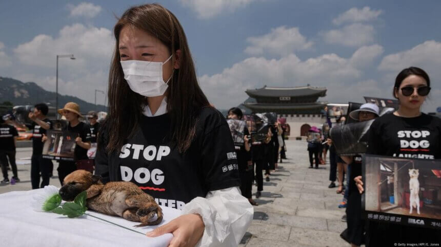 South Korean puppy farms under pressure