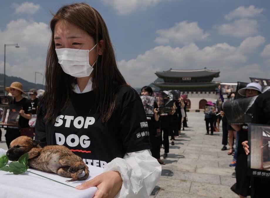 South Korean puppy farms under pressure
