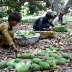 The curious case of mango production in Sindh - Pakistan - DAWN.COM