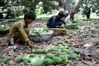 The curious case of mango production in Sindh - Pakistan - DAWN.COM