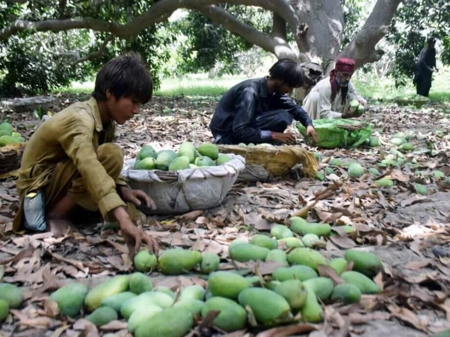 The curious case of mango production in Sindh - Pakistan - DAWN.COM