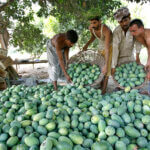Pakistan's mango production to fall by 50% due to heatwave, water ...