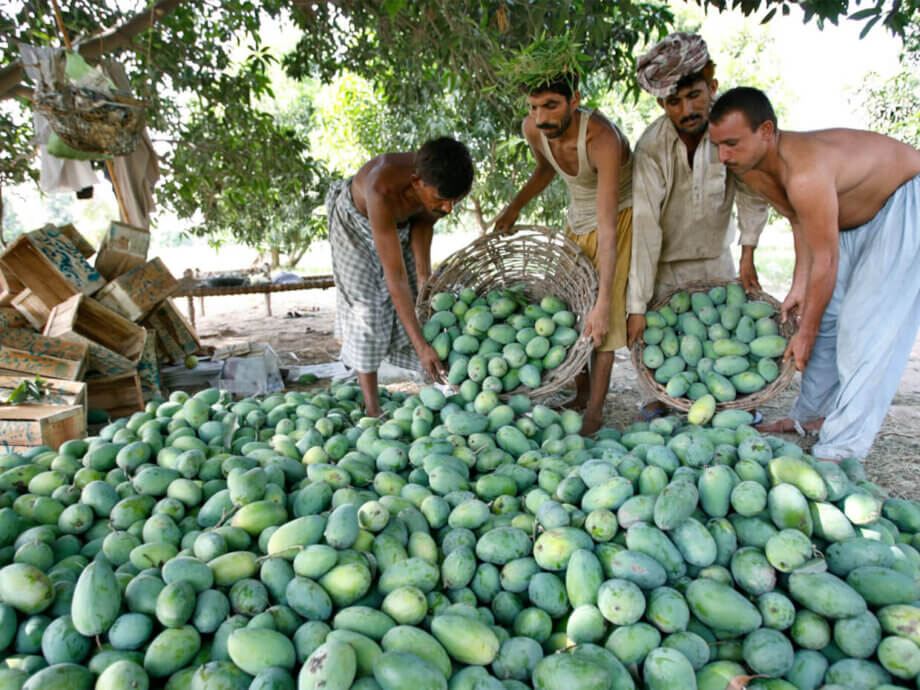 Pakistan's mango production to fall by 50% due to heatwave, water ...