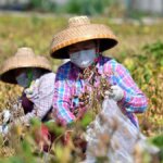 Xi's food self-sufficiency call marks latest turn inward