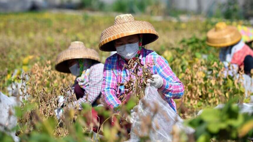 Xi's food self-sufficiency call marks latest turn inward
