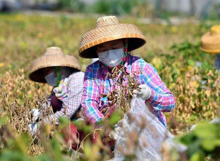 Xi's food self-sufficiency call marks latest turn inward