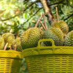 Malaysia’s durian exporters see spike in demand from China | DHL ...