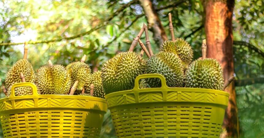Malaysia’s durian exporters see spike in demand from China | DHL ...