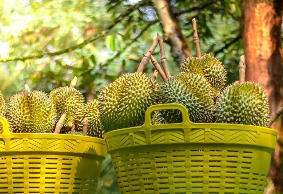 Malaysia’s durian exporters see spike in demand from China | DHL ...