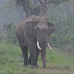 Petition · Adopt an Animal-Friendly Approach to Reduce Human-Elephant ...