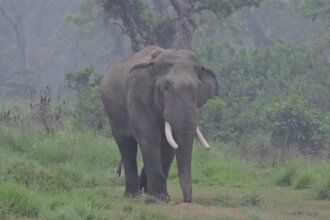 Petition · Adopt an Animal-Friendly Approach to Reduce Human-Elephant ...