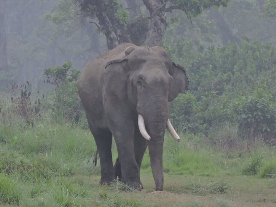 Petition · Adopt an Animal-Friendly Approach to Reduce Human-Elephant ...