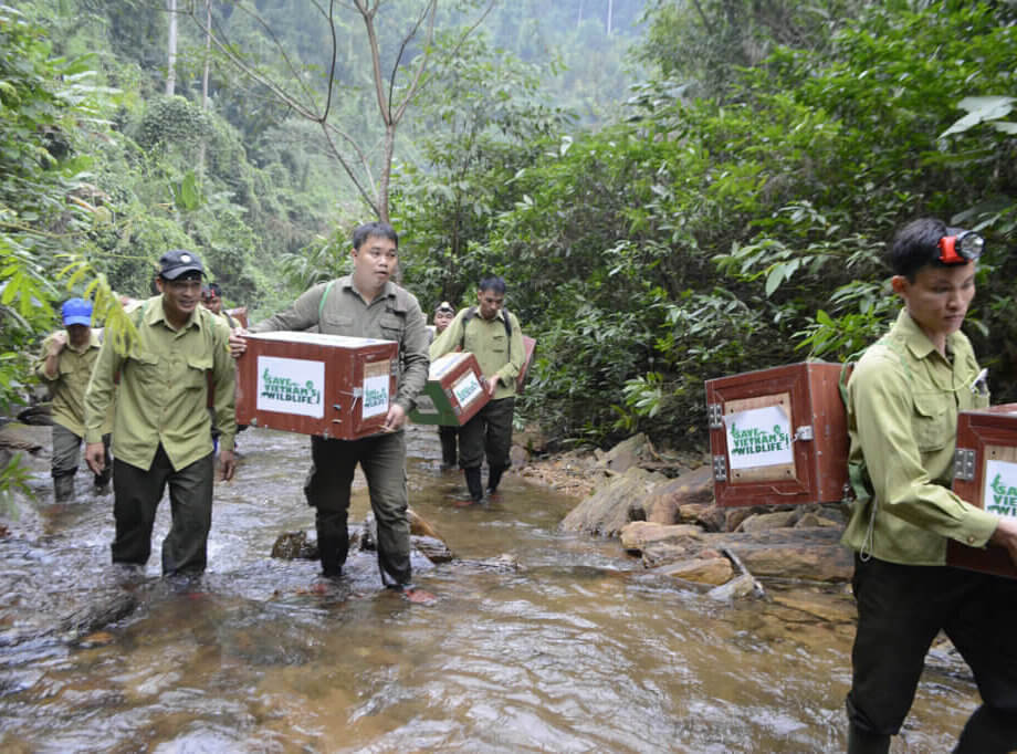 Save Vietnam's Wildlife - SVW - Save Vietnam's Wildlife