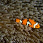 fish, coral, underwater, reef, nature, sea, ocean, water, marine, diving, closeup