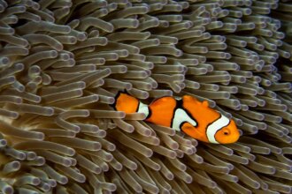 fish, coral, underwater, reef, nature, sea, ocean, water, marine, diving, closeup