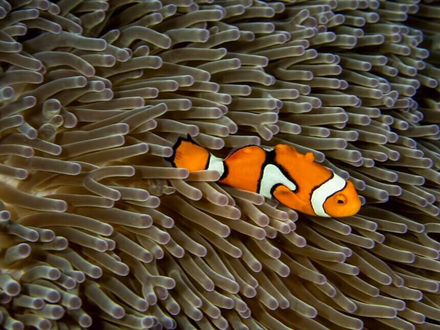fish, coral, underwater, reef, nature, sea, ocean, water, marine, diving, closeup