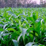 Premium Photo | Maize plants are grown in thailand.