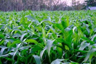 Premium Photo | Maize plants are grown in thailand.