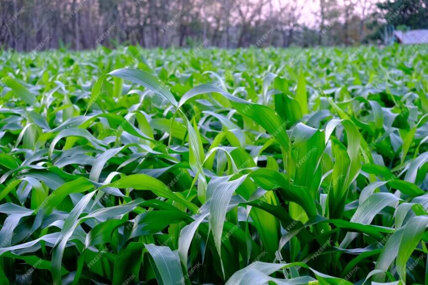 Premium Photo | Maize plants are grown in thailand.